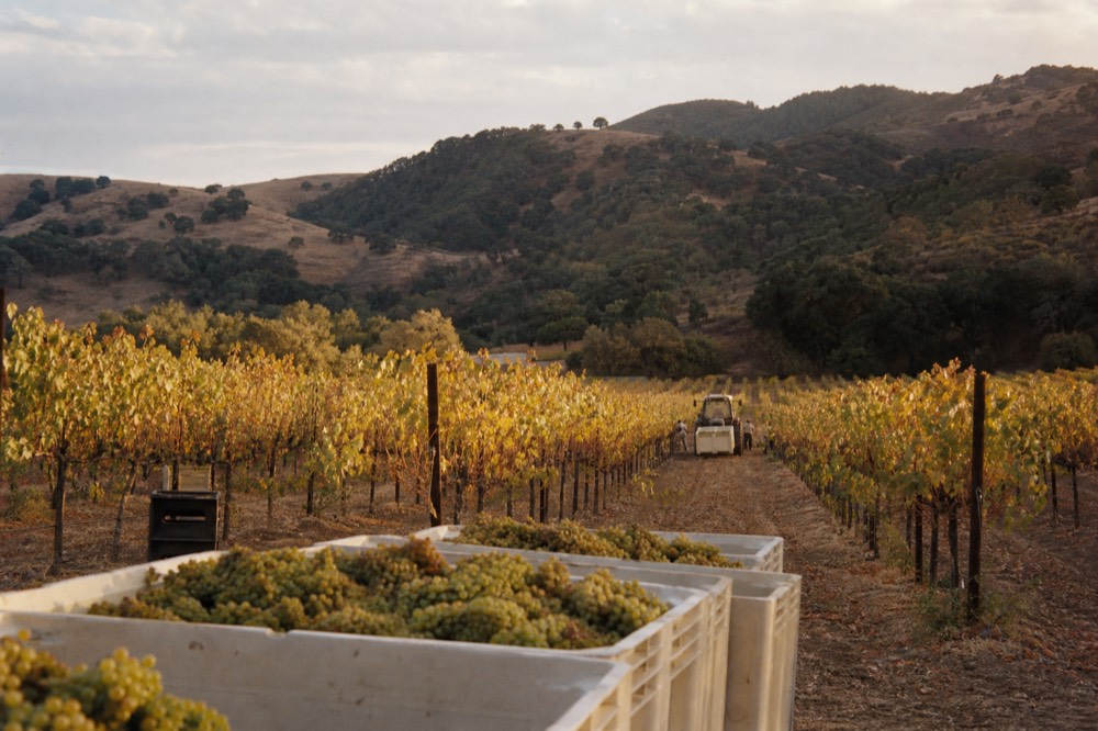 Golden autumn vineyard rows under a warm low sun with harvest bins at the end of a row and oak hills behind, no text, no logos, no people