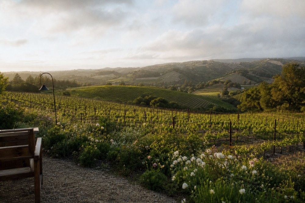 Green spring vineyard rows with wildflowers along the edges under a soft cloudy sky and rolling hills, no text, no logos, no people