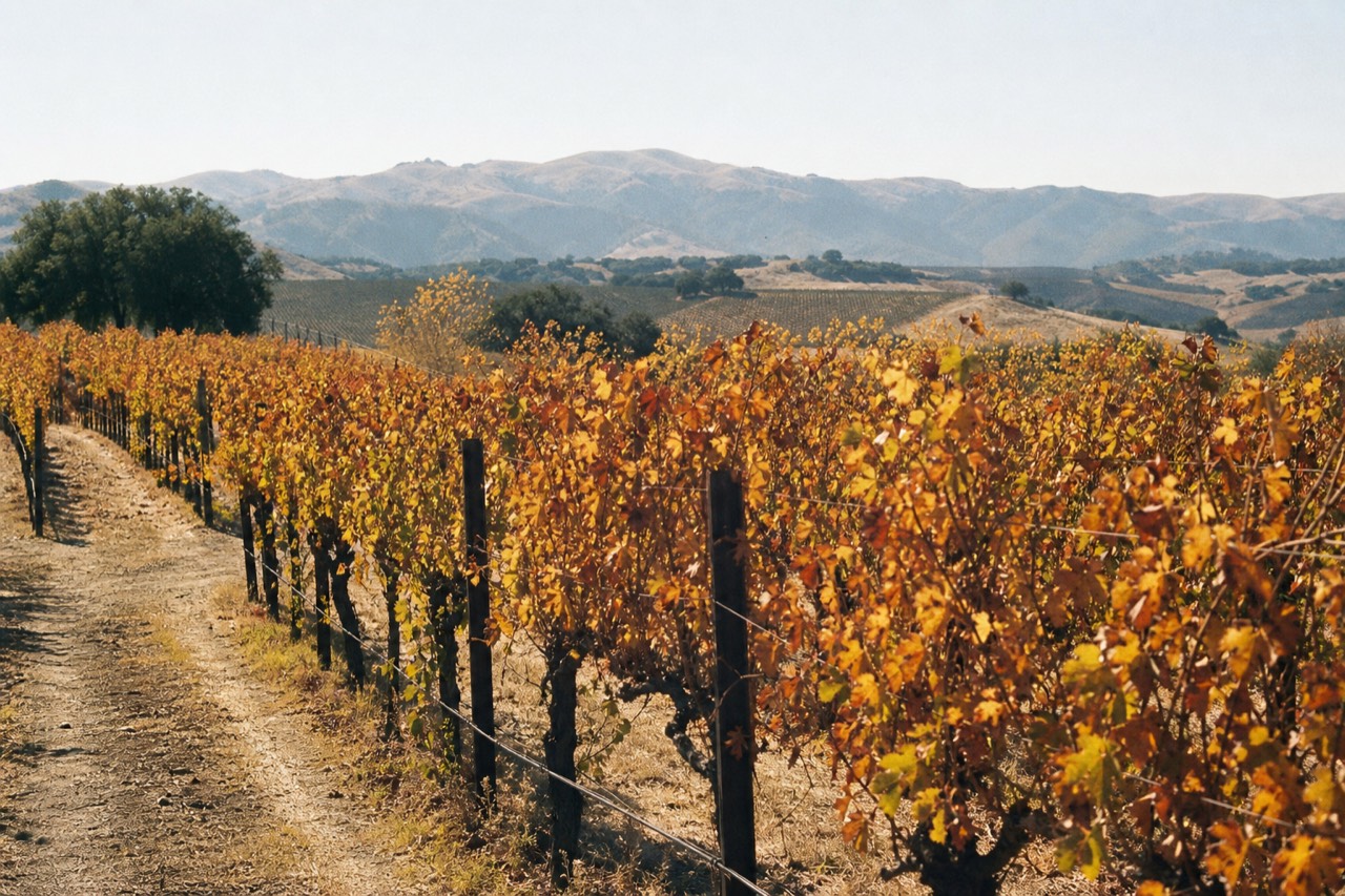 Vineyard rows turning gold and rust in low autumn light across the inland Santa Ynez hills, no text, no logos, no people
