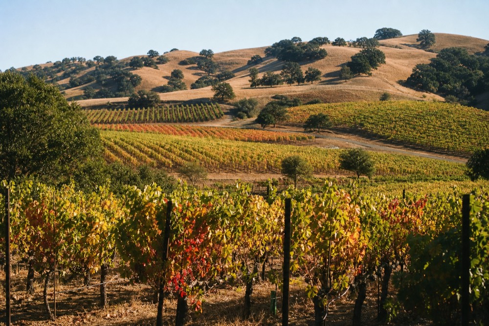 Golden dry-grass hills dotted with spreading oak trees above a patchwork of vineyard blocks in warm afternoon light, no text, no logos, no people