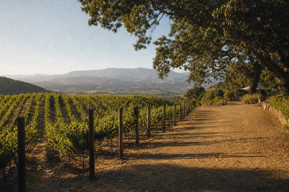 Low golden sunlight raking across vineyard rows on a hillside with long shadows and distant hazy ranges at the end of the day, no text, no logos, no people