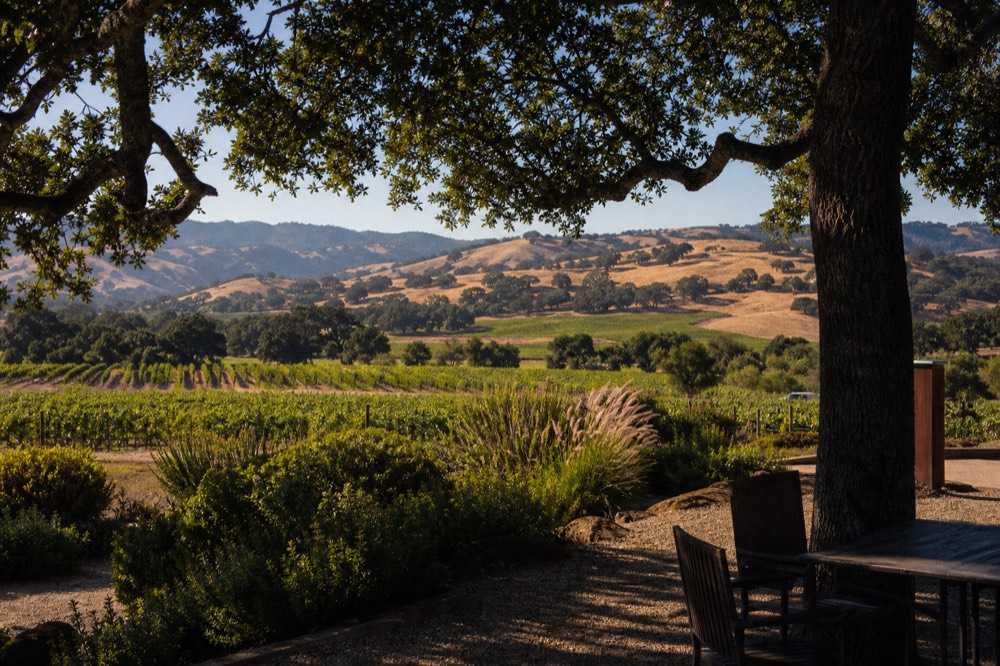 A wide inland view of vineyard rows and oak-dotted golden hills under clear afternoon light beyond a low mountain ridge, no text, no logos, no people