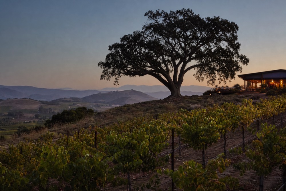 A lone gnarled oak standing among sunlit vineyard rows on a golden hillside in the warm heart of the valley, no text, no logos, no people
