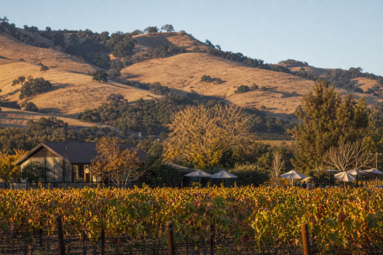 Golden oak-studded hills rolling above rows of inland vineyard in warm late-afternoon Santa Barbara County light, no text, no logos, no people