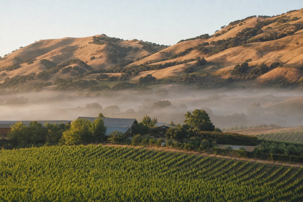 Golden rolling hills studded with oak trees above sunlit vineyard rows in the heart of the inland valley, no text, no logos, no people
