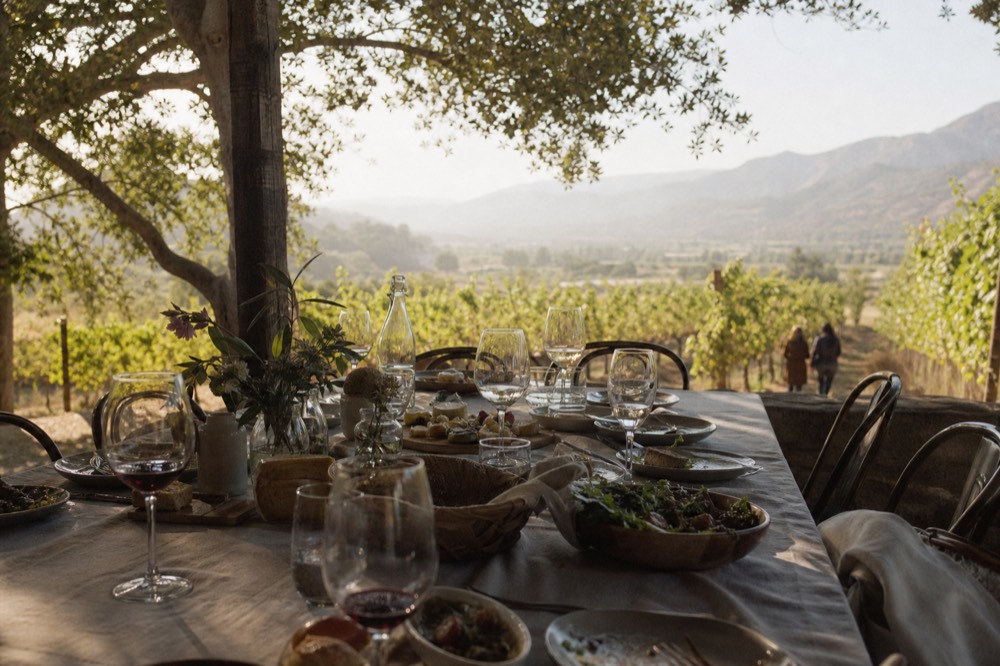 A shaded outdoor lunch spread on a long table at a vineyard with several place settings and wine glasses, vines behind, no text, no logos, no people