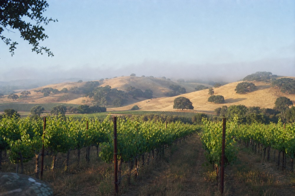 Rows of vines running toward oak-dotted golden hills under a soft coastal haze in the inland Santa Ynez Valley, no text, no logos, no people