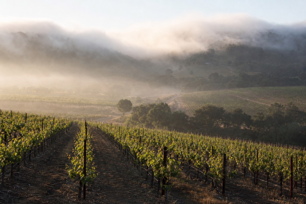 Morning fog spilling over low coastal hills into a green vineyard valley with the sun beginning to break through, no text, no logos, no people