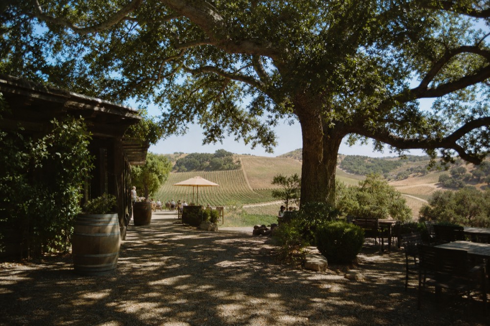 Sun-baked vineyard rows on dry golden slopes at the warm eastern edge of the valley under a clear bright sky, no text, no logos, no people