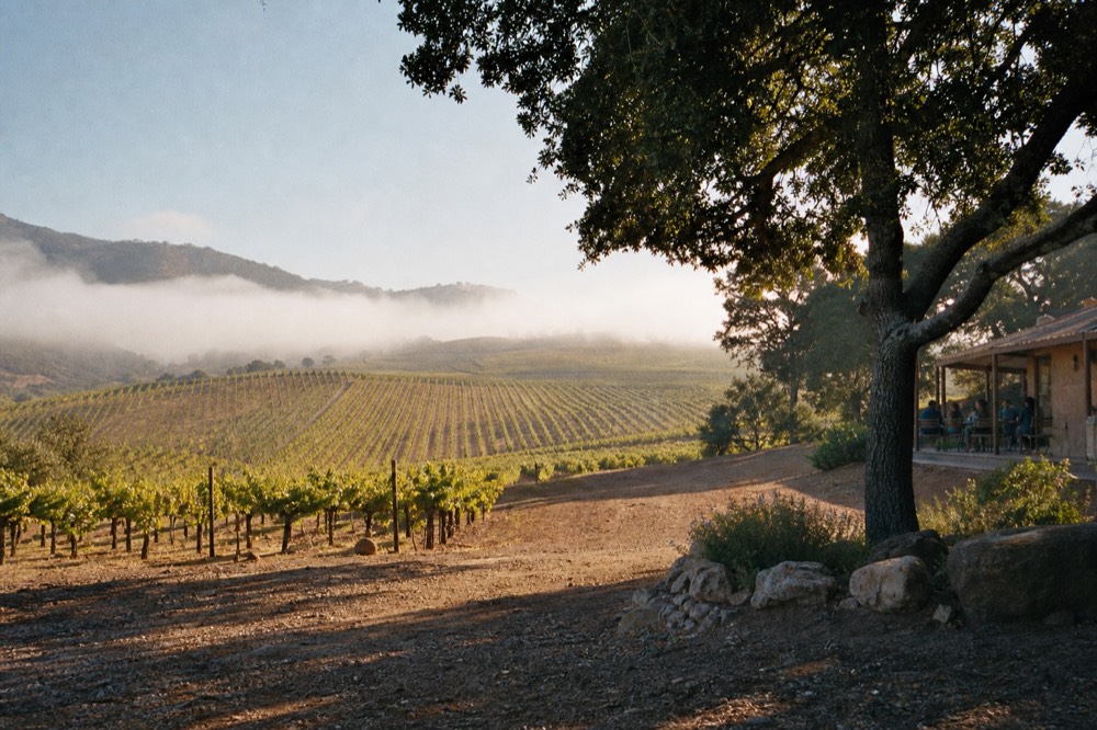 Fog drifting low over cool-climate vineyard rows on rolling hills at the western end of the valley in soft morning light, no text, no logos, no people