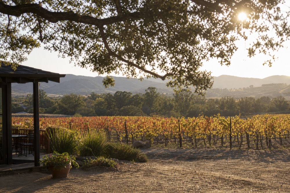 Vineyard rows turning gold and rust in autumn light with the first low sun over inland hills at harvest, no text, no logos, no people
