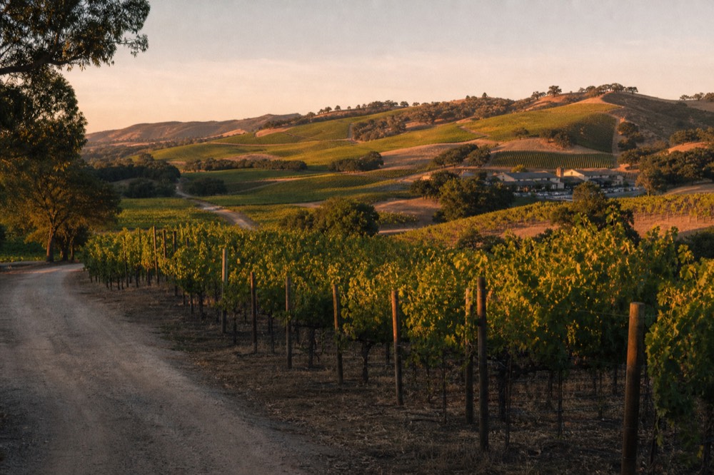 A hand-drawn style route map feel of vineyard lanes winding between oak-dotted hills with a few estate clusters, no text, no logos, no people