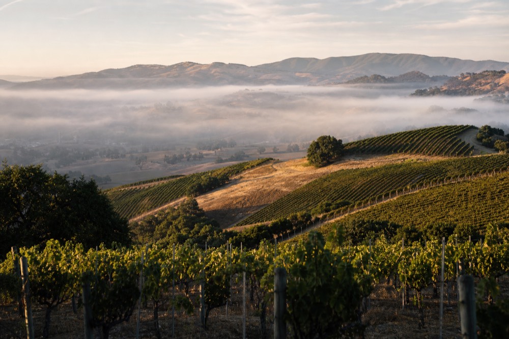 A sweeping view over inland vineyard blocks stepping up oak-dotted hillsides in warm afternoon light, no text, no logos, no people