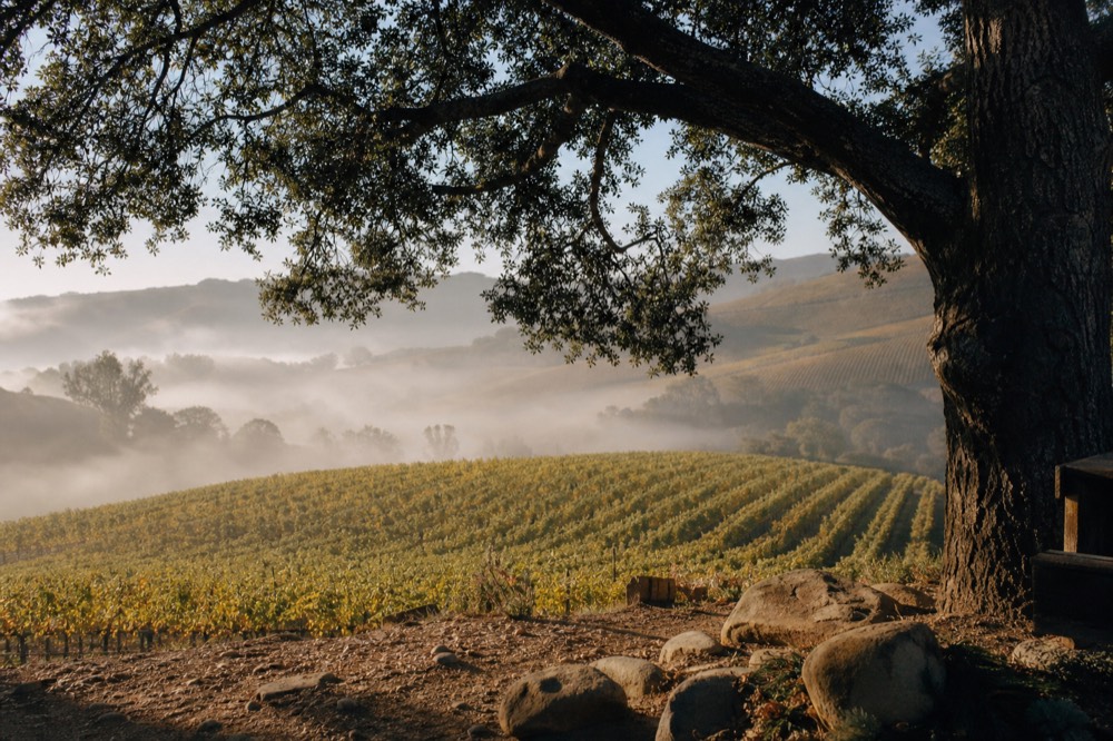 Low morning fog draped over cool coastal vineyard rows on rolling hills at the western end of the wine country, no text, no logos, no people