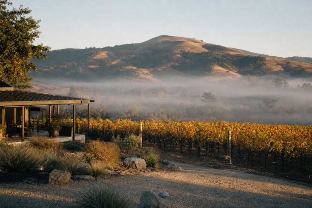 Vineyard rows turning gold and rust in autumn light with the low sun over the inland Santa Ynez hills, no text, no logos, no people
