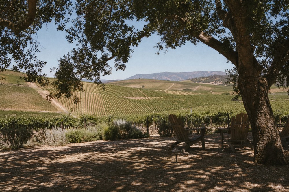 Vineyard rows stretching across golden inland hills under a wide afternoon sky in the Santa Ynez Valley, no text, no logos, no people