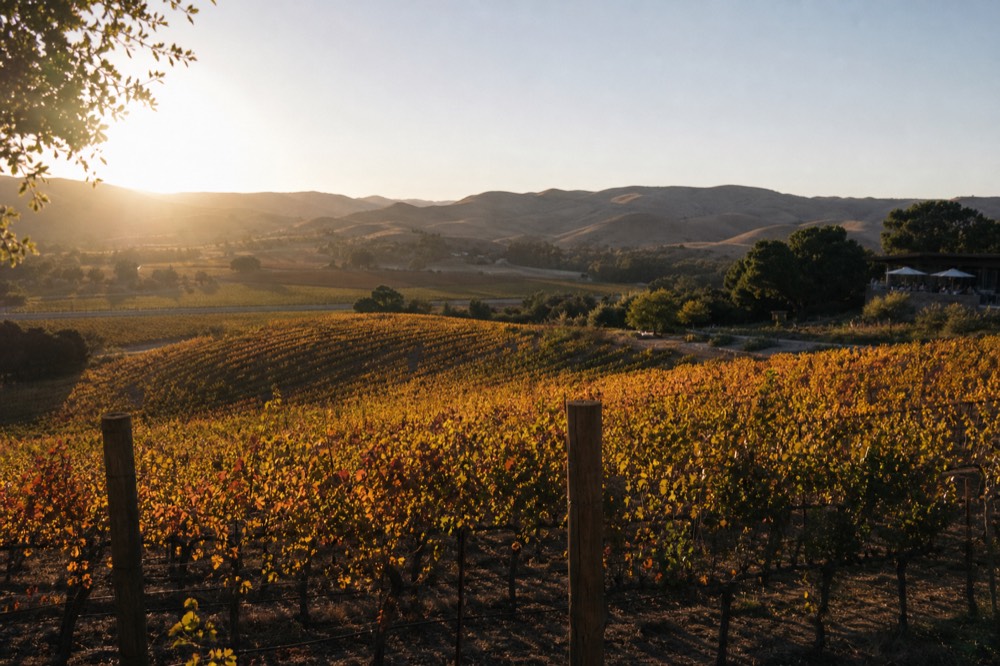 Vineyard rows turning gold and rust in autumn light with the first low sun over the inland Santa Ynez hills, no text, no logos, no people