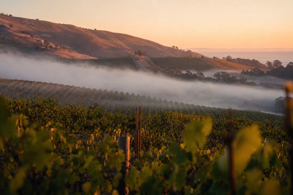 Cool morning fog draped over western vineyard rows on low rolling hills near the coast end of the valley, no text, no logos, no people