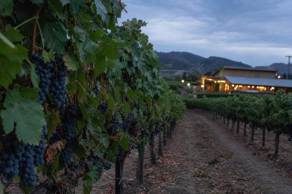 Close vineyard rows heavy with dark Pinot Noir clusters under soft grey coastal light, no text, no logos, no people