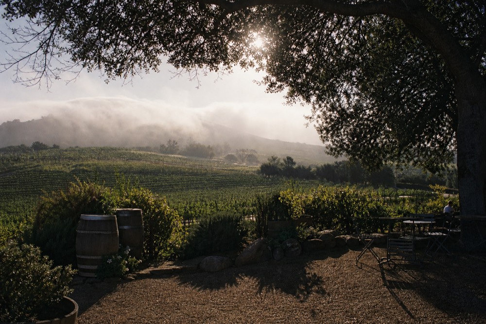 Morning fog rolling low over green vineyard hills with the sun a pale disc breaking through above the ridge, no text, no logos, no people