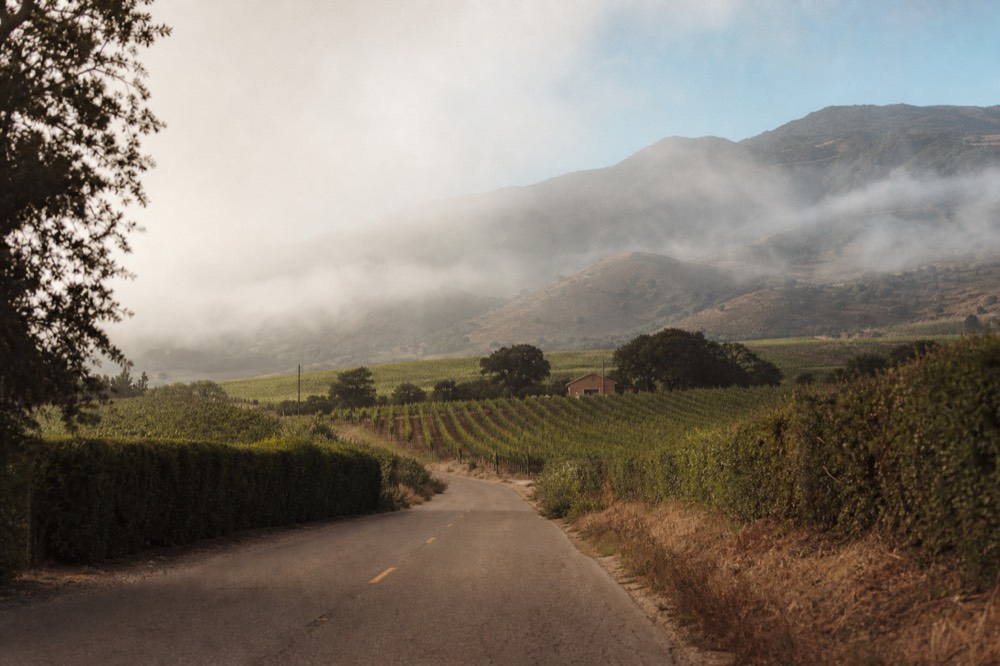 A quiet rural two-lane road running between hedgerows and vineyard blocks toward low fog-draped hills, no text, no logos, no people