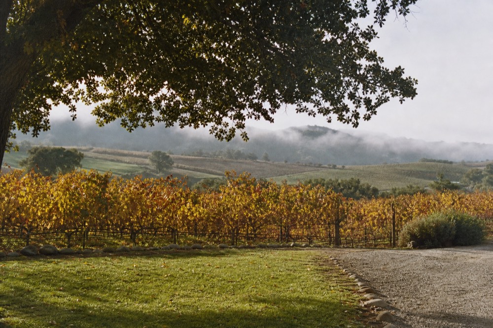 Autumn vineyard rows tinged gold and red under low afternoon sun with fog lifting off the distant coastal hills, no text, no logos, no people
